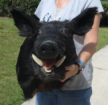 Buy this Wild Boar Shoulder Mount for - $300.00 - Pick Up Only