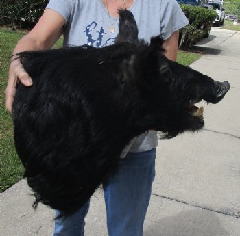 Buy this Wild Boar Shoulder Mount for - $300.00 - Pick Up Only