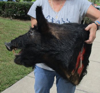 Buy this Wild Boar Shoulder Mount for - $300.00 - Pick Up Only