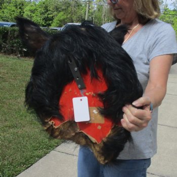 Buy this Wild Boar Shoulder Mount for - $300.00 - Pick Up Only