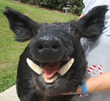 Buy this Wild Boar Shoulder Mount for - $300.00 - Pick Up Only