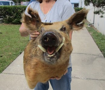 For Sale this Wild Boar Shoulder Mount for - $300.00 - Pick Up Only