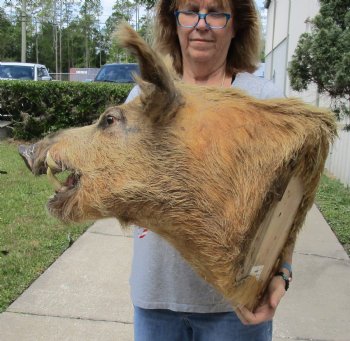 For Sale this Wild Boar Shoulder Mount for - $300.00 - Pick Up Only