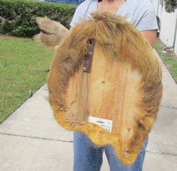 For Sale this Wild Boar Shoulder Mount for - $300.00 - Pick Up Only