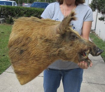 For Sale this Wild Boar Shoulder Mount for - $300.00 - Pick Up Only