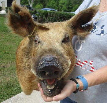For Sale this Wild Boar Shoulder Mount for - $300.00 - Pick Up Only