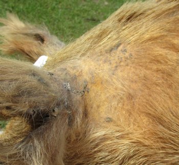 For Sale this Wild Boar Shoulder Mount for - $300.00 - Pick Up Only