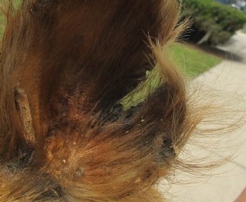 For Sale this Wild Boar Shoulder Mount for - $300.00 - Pick Up Only