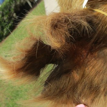 For Sale this Wild Boar Shoulder Mount for - $300.00 - Pick Up Only