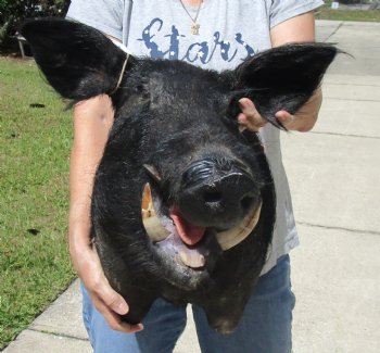 For Sale this Wild Boar Shoulder Mount for - $300.00 - Pick Up Only