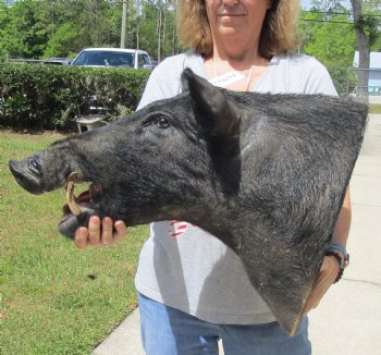 For Sale this Wild Boar Shoulder Mount for - $300.00 - Pick Up Only