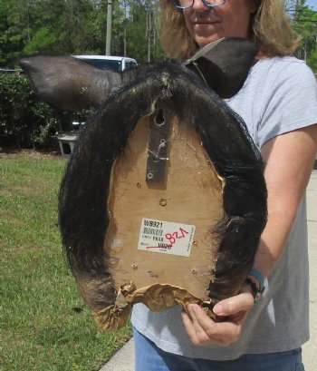 For Sale this Wild Boar Shoulder Mount for - $300.00 - Pick Up Only