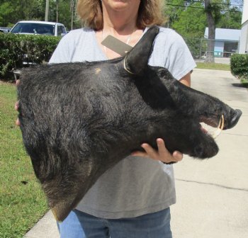 For Sale this Wild Boar Shoulder Mount for - $300.00 - Pick Up Only