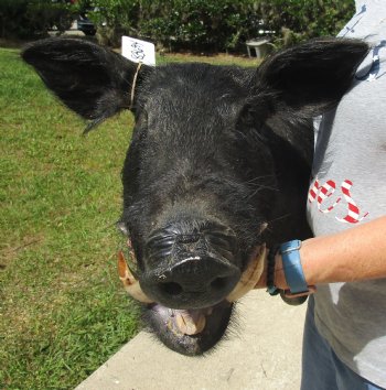 For Sale this Wild Boar Shoulder Mount for - $300.00 - Pick Up Only