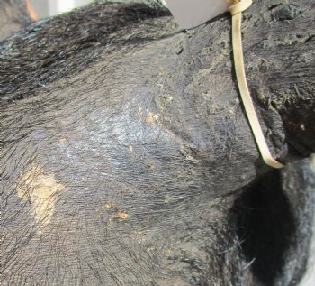 For Sale this Wild Boar Shoulder Mount for - $300.00 - Pick Up Only