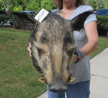 Buy this South Africa Bush Pig Shoulder Mount for - $400.00 - Pick Up Only