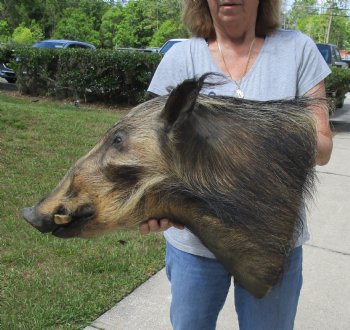 Buy this South Africa Bush Pig Shoulder Mount for - $400.00 - Pick Up Only