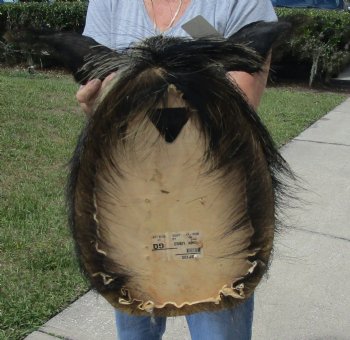 Buy this South Africa Bush Pig Shoulder Mount for - $400.00 - Pick Up Only