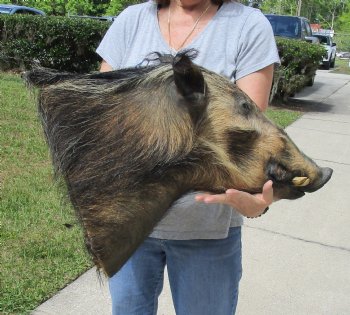 Buy this South Africa Bush Pig Shoulder Mount for - $400.00 - Pick Up Only