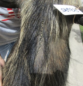 Buy this South Africa Bush Pig Shoulder Mount for - $400.00 - Pick Up Only