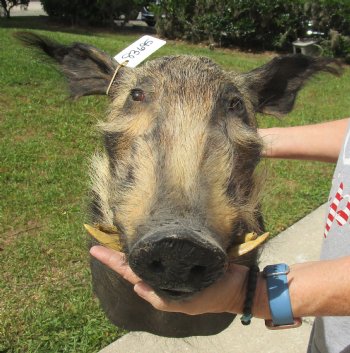 Buy this South Africa Bush Pig Shoulder Mount for - $400.00 - Pick Up Only