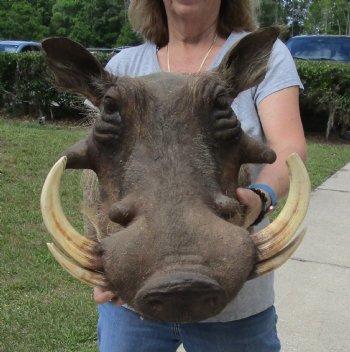 Warthog Shoulder Mount with 7 to 8 inch tusk for sale - $500.00 - Pick Up Only
