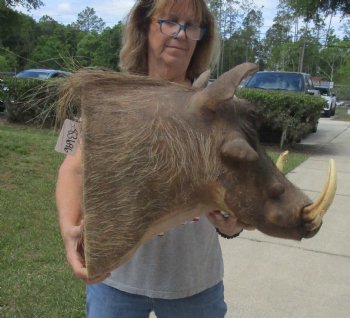 Warthog Shoulder Mount with 7 to 8 inch tusk for sale - $500.00 - Pick Up Only