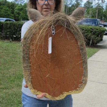 Warthog Shoulder Mount with 7 to 8 inch tusk for sale - $500.00 - Pick Up Only