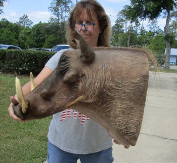 Warthog Shoulder Mount with 7 to 8 inch tusk for sale - $500.00 - Pick Up Only