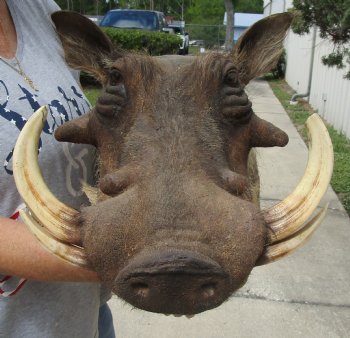 Warthog Shoulder Mount with 7 to 8 inch tusk for sale - $500.00 - Pick Up Only