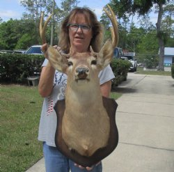 For Sale 10 point Whitetail Deer Shoulder Mount on wooden plaque - $300.00 - Pick Up Only