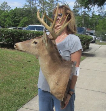 For Sale 10 point Whitetail Deer Shoulder Mount on wooden plaque - $300.00 - Pick Up Only