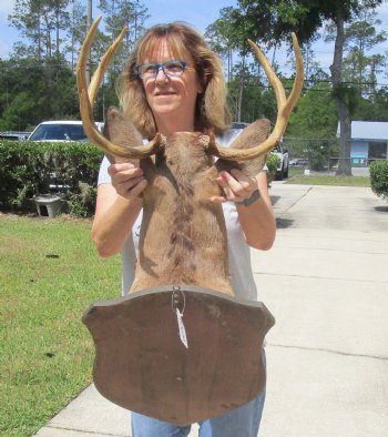 For Sale 10 point Whitetail Deer Shoulder Mount on wooden plaque - $300.00 - Pick Up Only