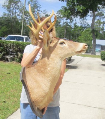 For Sale 10 point Whitetail Deer Shoulder Mount on wooden plaque - $300.00 - Pick Up Only