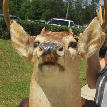 For Sale 10 point Whitetail Deer Shoulder Mount on wooden plaque - $300.00 - Pick Up Only