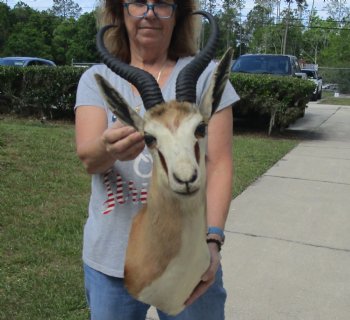 For Sale Male Springbok (Antidorcas marsupialis) Shoulder Mount for - $400.00 - Pick Up Only