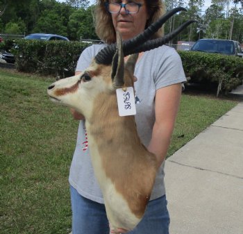 For Sale Male Springbok (Antidorcas marsupialis) Shoulder Mount for - $400.00 - Pick Up Only