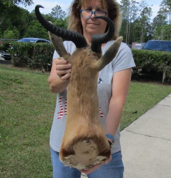 For Sale Male Springbok (Antidorcas marsupialis) Shoulder Mount for - $400.00 - Pick Up Only