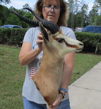 For Sale Male Springbok (Antidorcas marsupialis) Shoulder Mount for - $400.00 - Pick Up Only