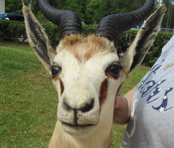 For Sale Male Springbok (Antidorcas marsupialis) Shoulder Mount for - $400.00 - Pick Up Only