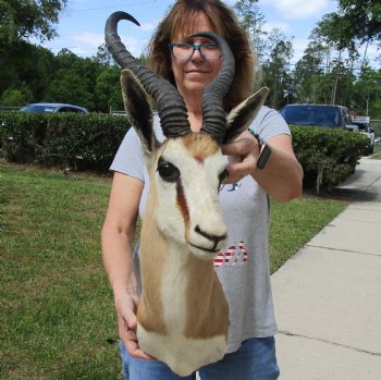 For Sale Male Springbok (Antidorcas marsupialis) Shoulder Mount for - $400.00 - Pick Up Only