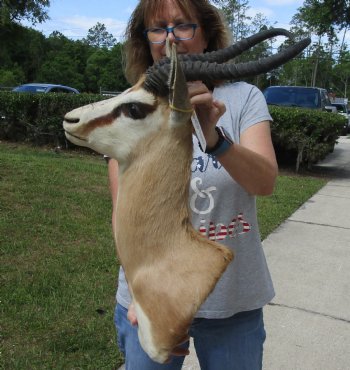 For Sale Male Springbok (Antidorcas marsupialis) Shoulder Mount for - $400.00 - Pick Up Only