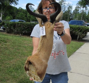 For Sale Male Springbok (Antidorcas marsupialis) Shoulder Mount for - $400.00 - Pick Up Only