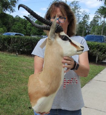 For Sale Male Springbok (Antidorcas marsupialis) Shoulder Mount for - $400.00 - Pick Up Only