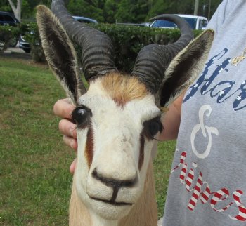 For Sale Male Springbok (Antidorcas marsupialis) Shoulder Mount for - $400.00 - Pick Up Only