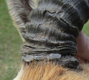 For Sale Male Springbok (Antidorcas marsupialis) Shoulder Mount for - $400.00 - Pick Up Only