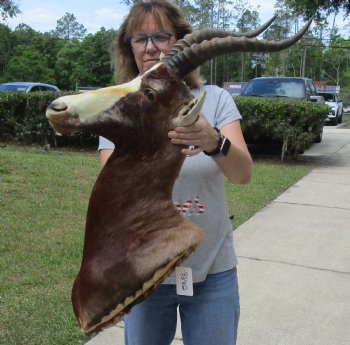 For Sale Blesbok (Damaliscus pygargus phillipsi) Shoulder Mount for - $400.00 - Pick Up Only