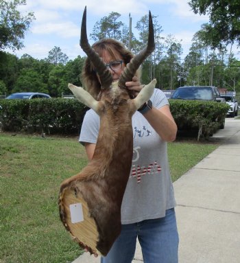 For Sale Blesbok (Damaliscus pygargus phillipsi) Shoulder Mount for - $400.00 - Pick Up Only