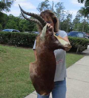 For Sale Blesbok (Damaliscus pygargus phillipsi) Shoulder Mount for - $400.00 - Pick Up Only
