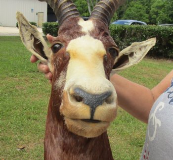 For Sale Blesbok (Damaliscus pygargus phillipsi) Shoulder Mount for - $400.00 - Pick Up Only